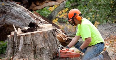 stump removal in Jersey City, NJ