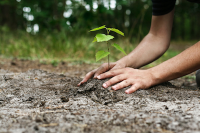 tree planting in Jersey City, NJ