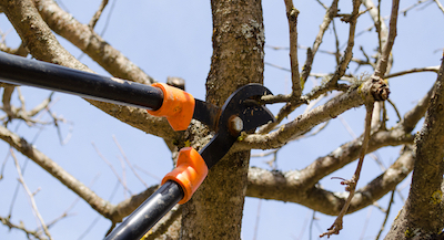 Jersey City tree pruning