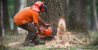 tree removal in Jersey City, NJ