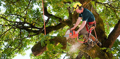 tree trimming in Jersey City, NJ